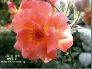 夏花资料,探寻夏日里的生机与活力